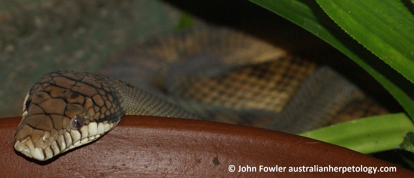 New Guinea Amethystine (or Scrub) Python